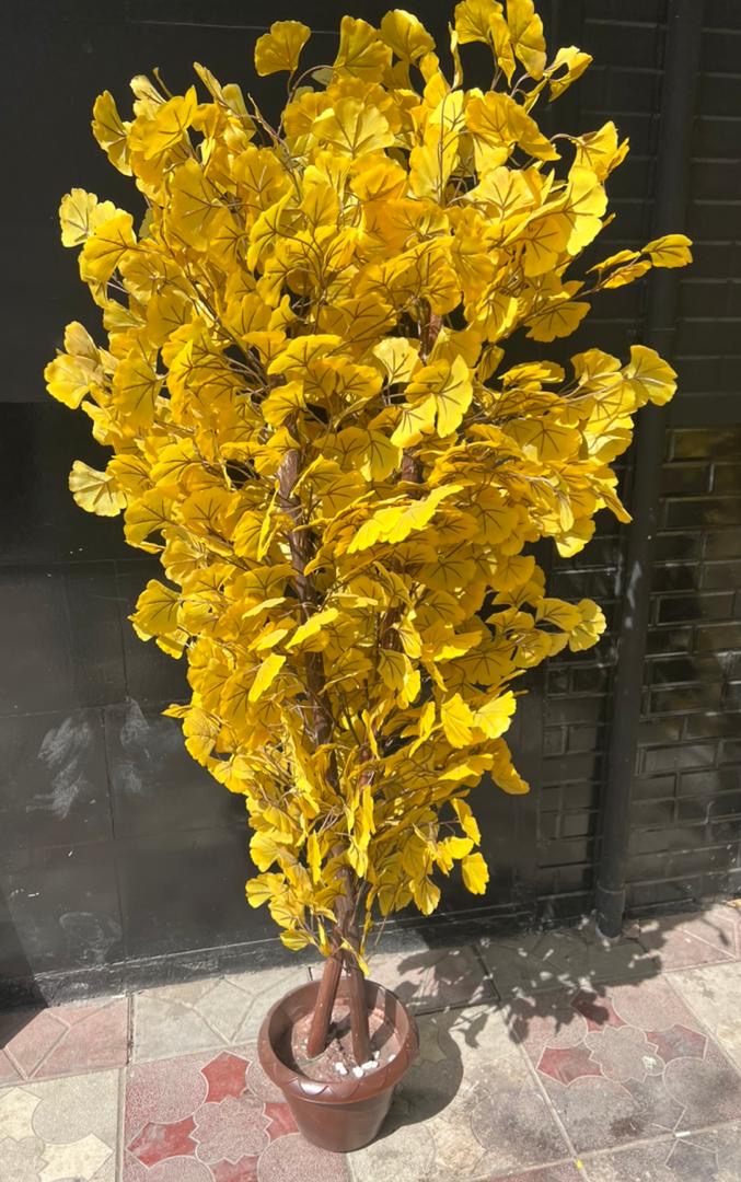Ginkgo artificial yellow Tree
